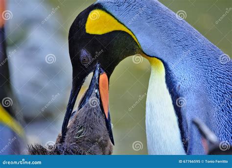 King penguin feeding time stock image. Image of beauty - 67766595