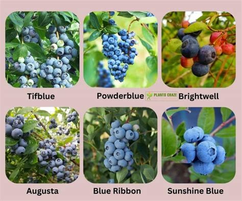 Rabbiteye Blueberry Varieties: Fruit, Soil, Flower And Yields