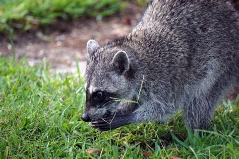 Grey raccoon eating stock photo. Image of raccoon, white - 157947692