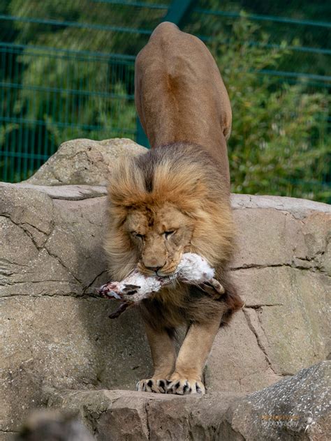 Michael Porter Photography - Animals of Blackpool Zoo