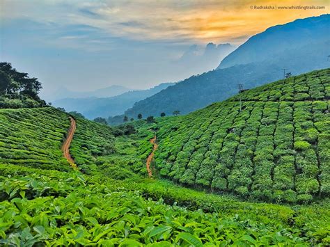 Tea Gardens (Munnar, Indien) - omdömen - Tripadvisor