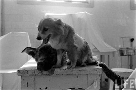 The Two-Headed Dog Experiment: Soviet Scientist who Grafted the Head of ...