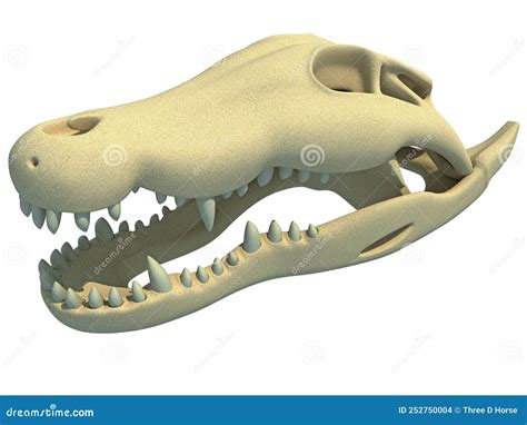 Crocodile Skull Anatomy