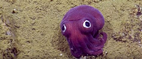 Purple Squid: Meet this weird and striking creature