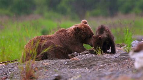 Grizzly Bear Cubs Playing