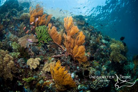 Coral Reef of Indonesia - Komodo