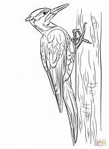 Pileated Woodpecker coloring page  Free Printable Coloring Pages sketch template