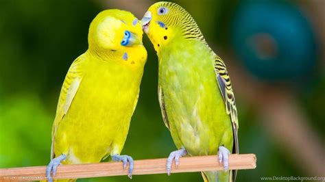 Love Birds Desktop Wallpapers - Top Free Love Birds Desktop Backgrounds ...