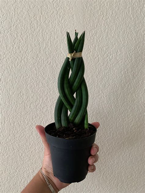 Braided Sansevieria cylindrica- Braided Snake plant | Snake plant ...