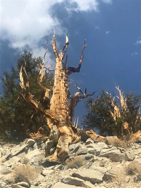 Exploring the Ancient Bristlecone Pine Forest