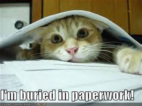 paperwork meme - Google Search | Funny cat photos, Cute cats, Cats