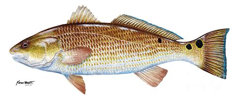 Red Drum Redfish Painting by Kevin Brant - Pixels