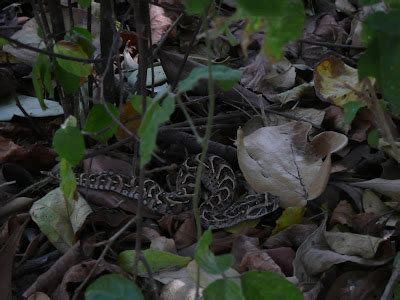 National Geographics: puff adder snake most dangerous