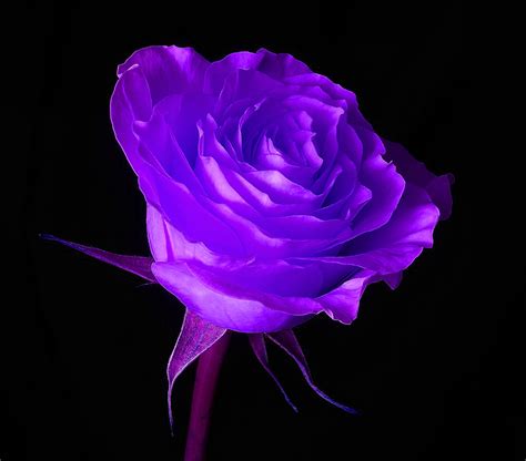 Beauty Flower: Purple Rose Color Meanings