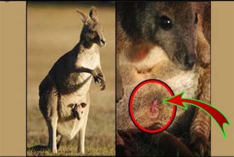 Kangaroo With Baby In Pouch