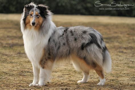 Blue merle Collie by SaNNaS on DeviantArt