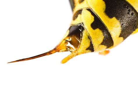 a yellow and black striped insect on white background