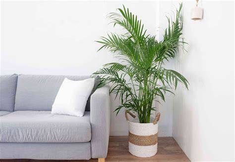 Palm Trees: Indoor Plant Care & Growing Guide