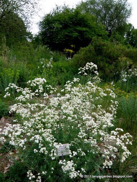 MySecretGarden: Frankfurt Botanical Garden