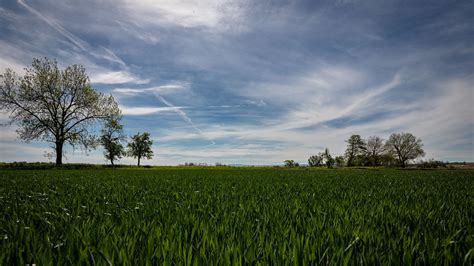 Green Grass Field Landscape View Of Trees Under White Clouds Blue Sky 4K HD Nature Wallpapers ...