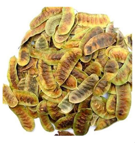 Citrullus Colocynthis Senna Pods at Rs 65/kg in Kutch | ID: 22412914212