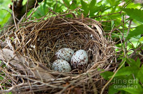 Cardinal Bird Eggs In A Nest Photograph by Anne Kitzman