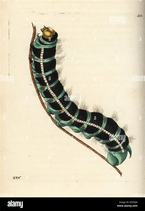 Weiße Hexe Falter Raupe, Thysania Agrippina (Agrippina Schmetterling ...