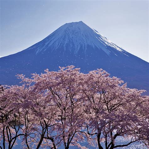 Cherry Blossoms, Mt. Fuji by Daryl Benson