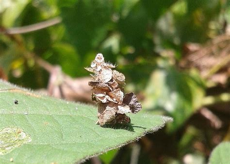 Bagworm moth - Alchetron, The Free Social Encyclopedia