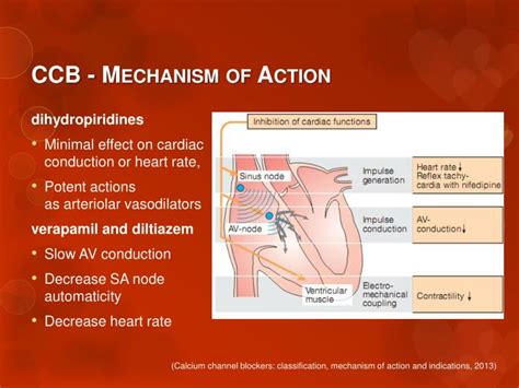 PPT - Calcium Channel Blockers (CCB) PowerPoint Presentation - ID:5390122