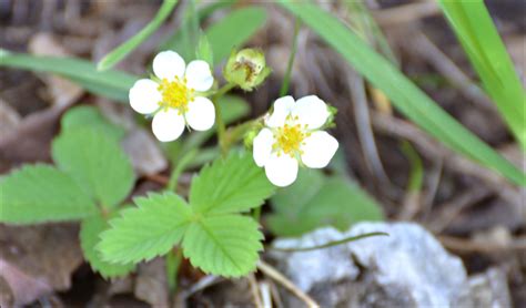 Wild strawberries in bloom | Wild strawberries, Bloom, Floral