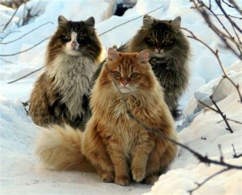 norwegian forest cats. | Cats, Norwegian forest cat, Cute animals