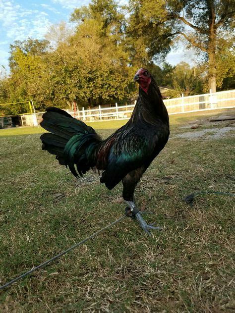 71 S I D Taylor Gamecock ideas | game fowl, rooster breeds, chicken breeds