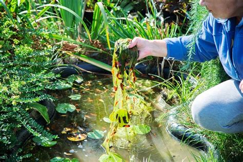 Want to Winterize Your Outdoor Goldfish Pond? Here’s the Safest Way - Peturity