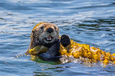 Kodiak Wildlife Viewing | Kodiak Wildlife Cruises | Galley Gourmet