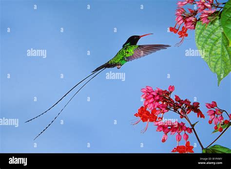 Red-billed Streamertail Hummingbird Trochilus polytmus male feeding on ...