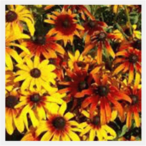 Rudbeckia Flower Seeds