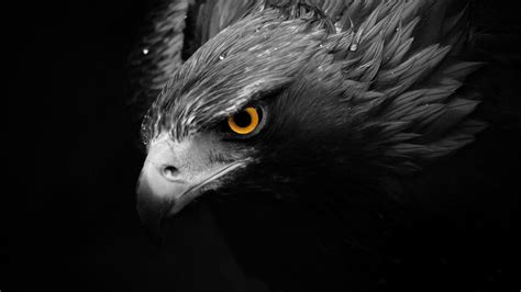 Golden Eagle Wallpapers - Wallpaper Cave