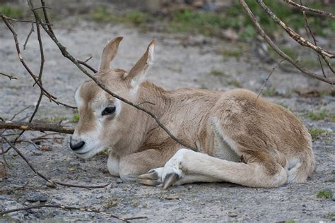 Extinct-in-the-wild’ scimitar-horned oryx born at Marwell Zoo | MLG Gazettes