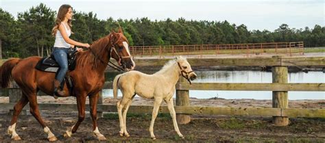 Desperado Horse Farm – Horseback Riding Just 20 Minutes From Wilmington NC