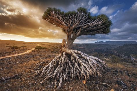 Sokotra: Eine Insel scheinbar nicht von dieser Welt