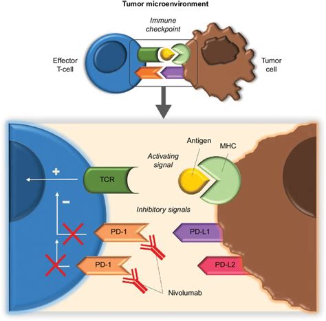 Pilz Märtyrer Nachsehen in pd 1 mechanism of action Sieger Absurd Penelope