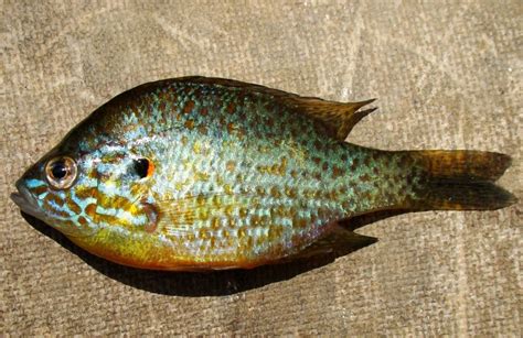 Pumpkinseed Sunfish Facts and Nutritional Value