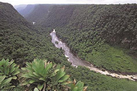 Explore Guyana’s rainforest