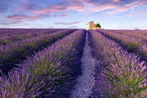 10 Best Places to See Lavender Fields in France - What are France's ...