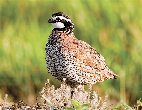 Pheasant and quail season opens Saturday - Great Bend Tribune