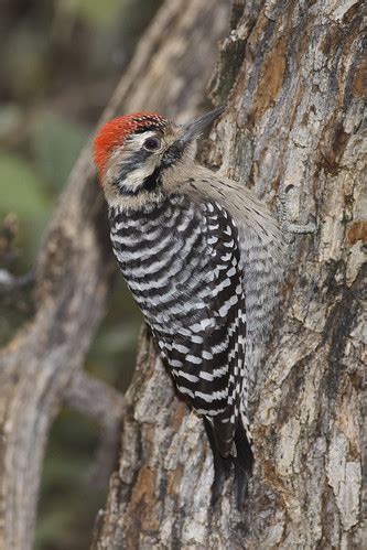 Birds of Death Valley · iNaturalist.org