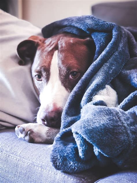 5 Gentle Methods to Warm Your Shivering Dog After a Bath - PetHelpful