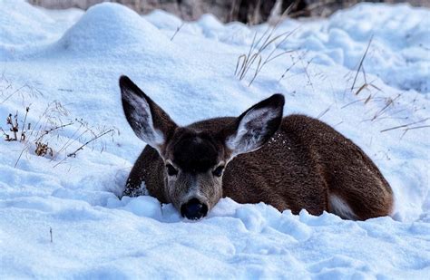 Deer Resting in Snow Photograph by Dana Hardy - Pixels