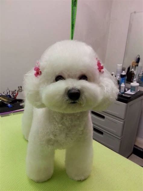 12 Haircuts for Bichon Frises – The Paws | Puppy grooming, Dog haircuts ...